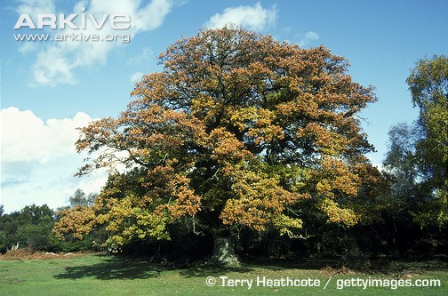 pedunculate oak