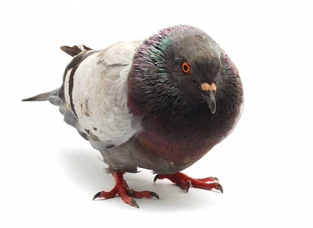 pigeon drop
