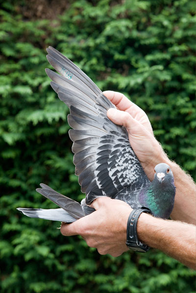 pigeonwing