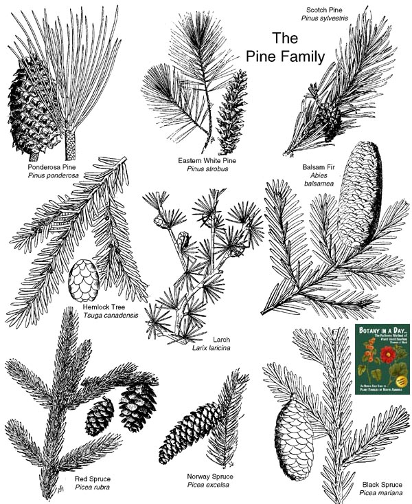 pine family