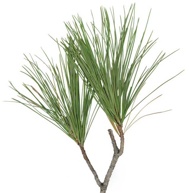 pine needle