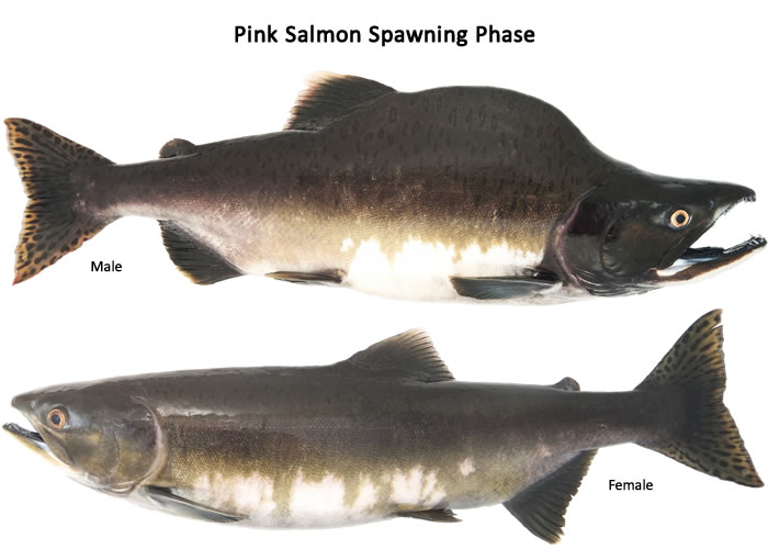 pink salmon