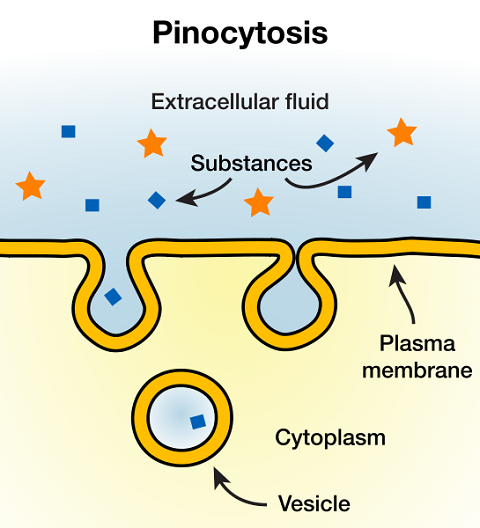 pinocytose