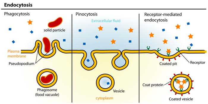 pinocytoses