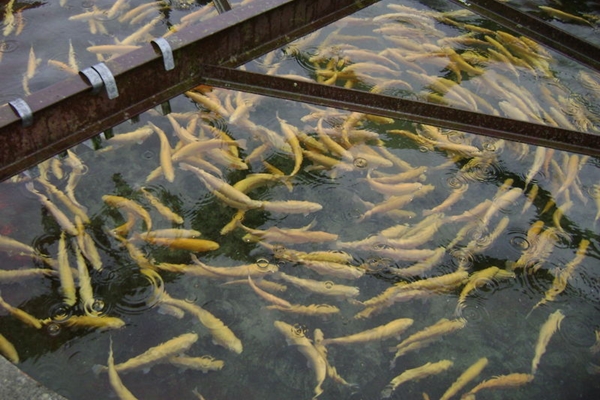 pisciculture