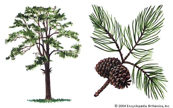 pitch pine