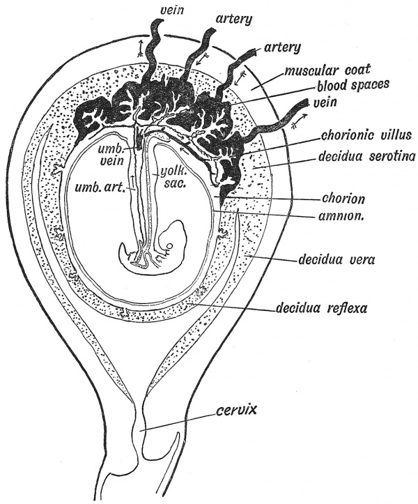 placenta reflexa