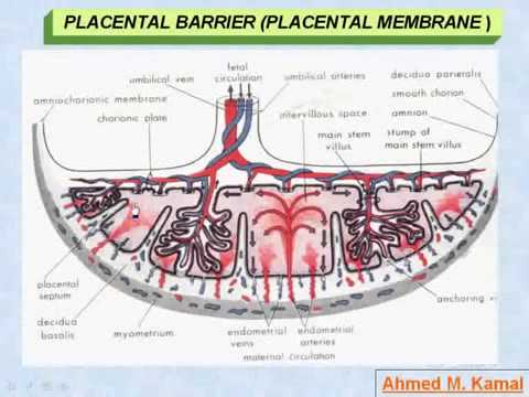 placental barrier