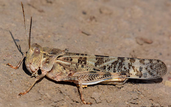 plains grasshopper