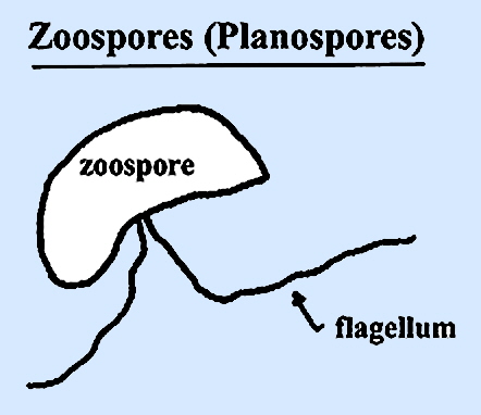 planospore