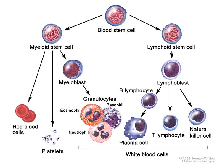 plasmacyte