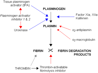 plasminogen activator