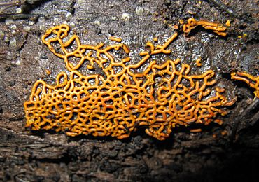 plasmodial slime mold
