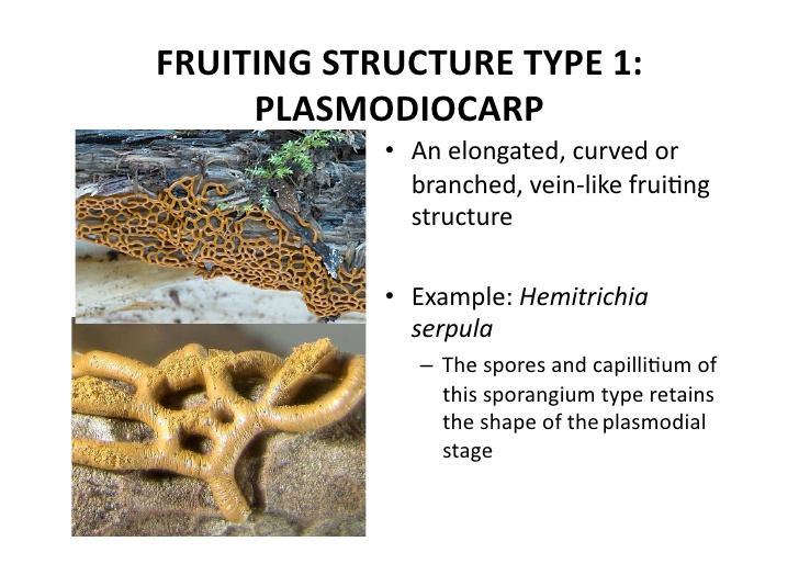 plasmodiocarp