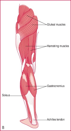 quadrate muscle of sole