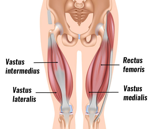 quadriceps muscle of thigh