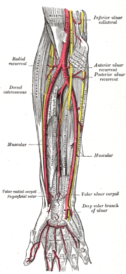 radial artery