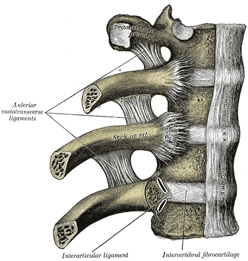 radiate ligament of rib