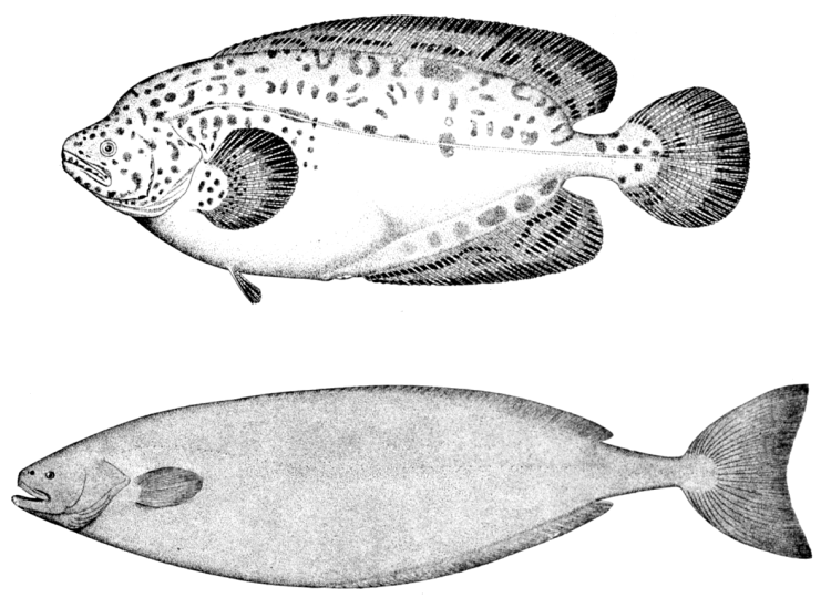 ragfish