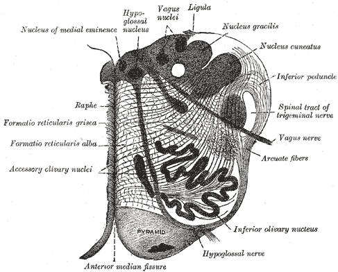 raphe nucleus
