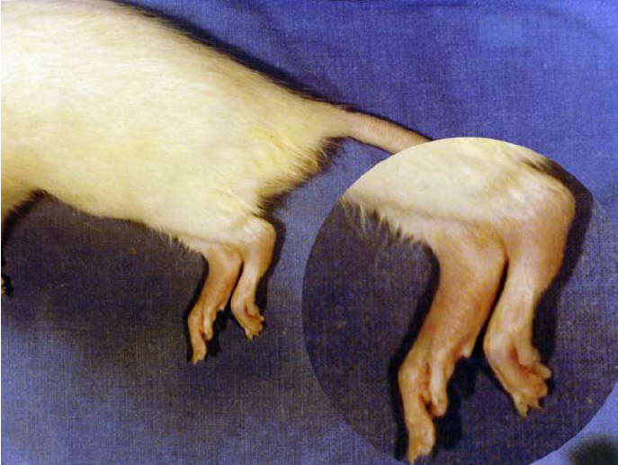 rat claw foot
