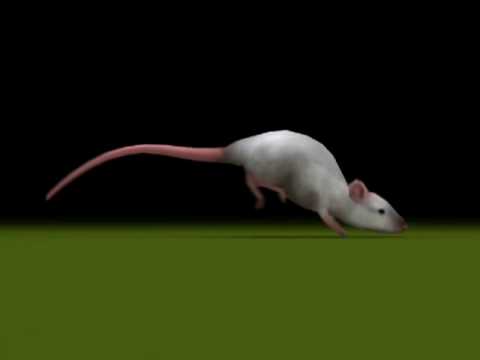 rat-running