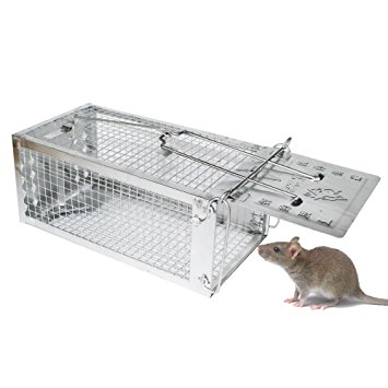 rat-trap