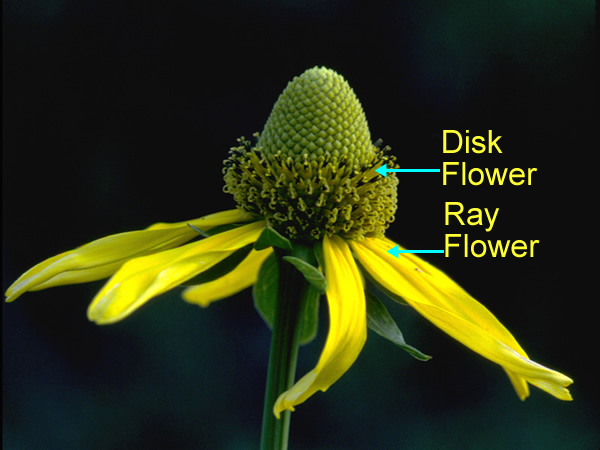 ray flower