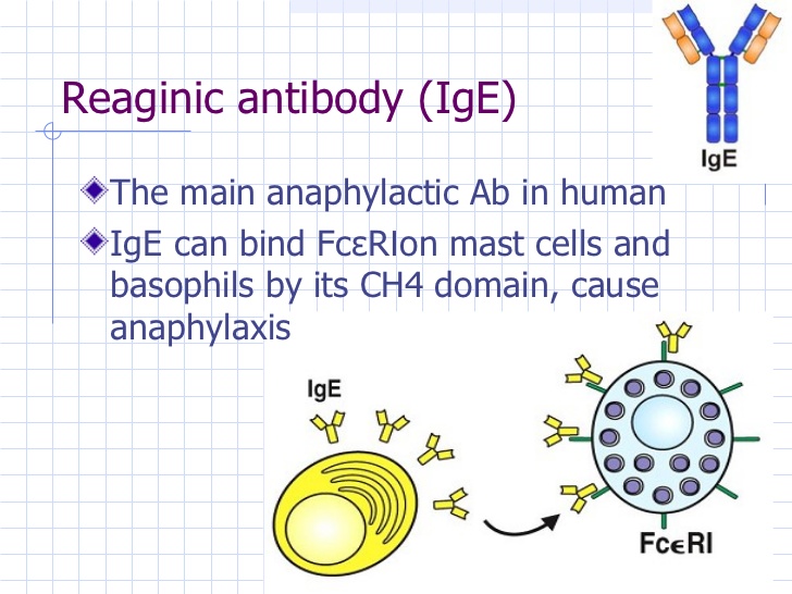 reaginic antibody