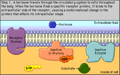 receptor protein