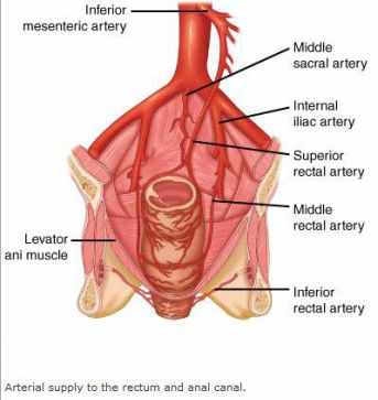 rectal artery