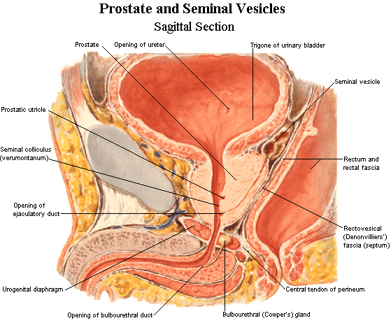 rectovesical septum