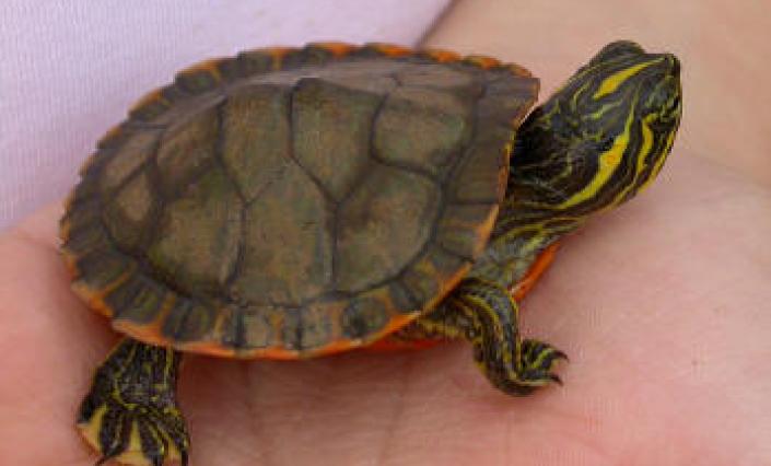 red-bellied turtle