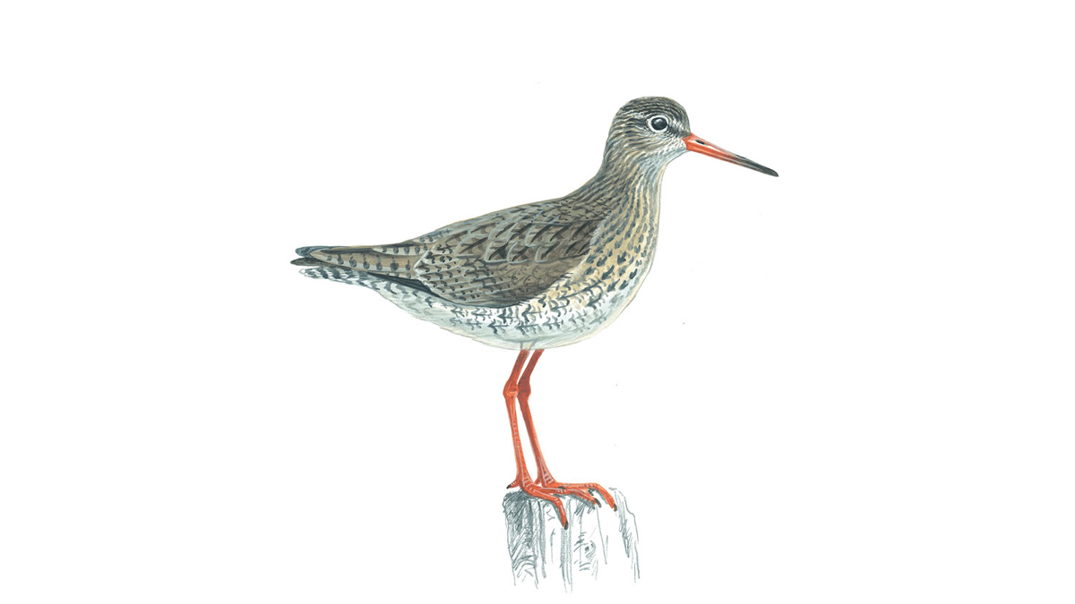 red shank