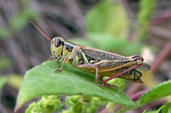 redlegged grasshopper