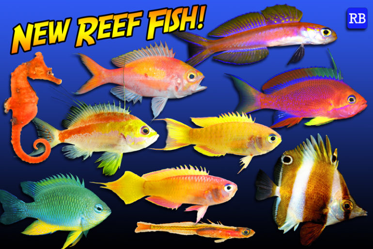 reeffish
