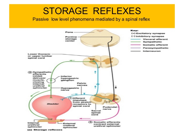 reflex neurogenic bladder