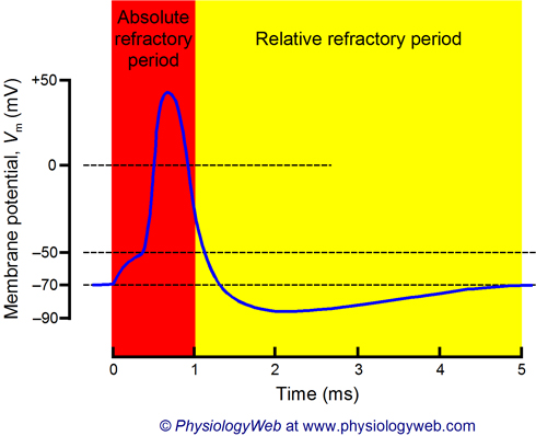 refractory state