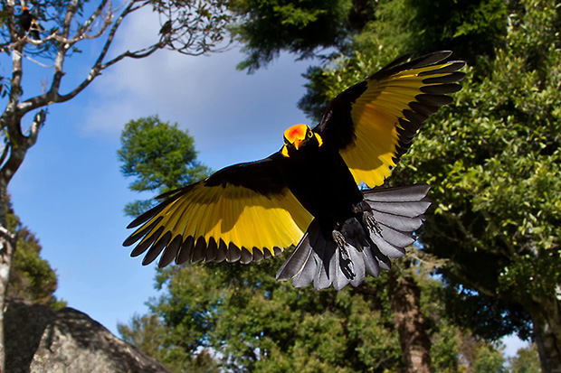 regent bowerbird