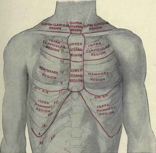 region of chest