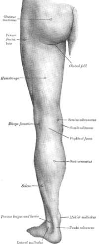 region of inferior limb
