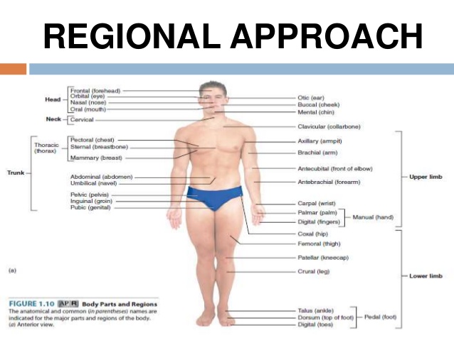regional anatomy