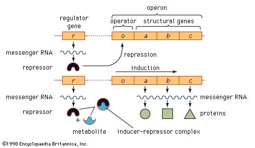 regulator gene