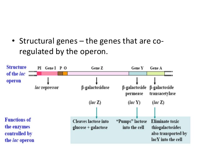 regulatory gene