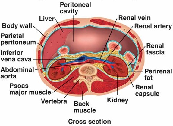 renal fascia