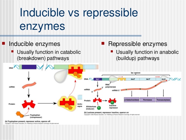 repressible enzyme