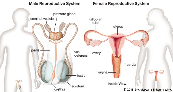 reproductive
