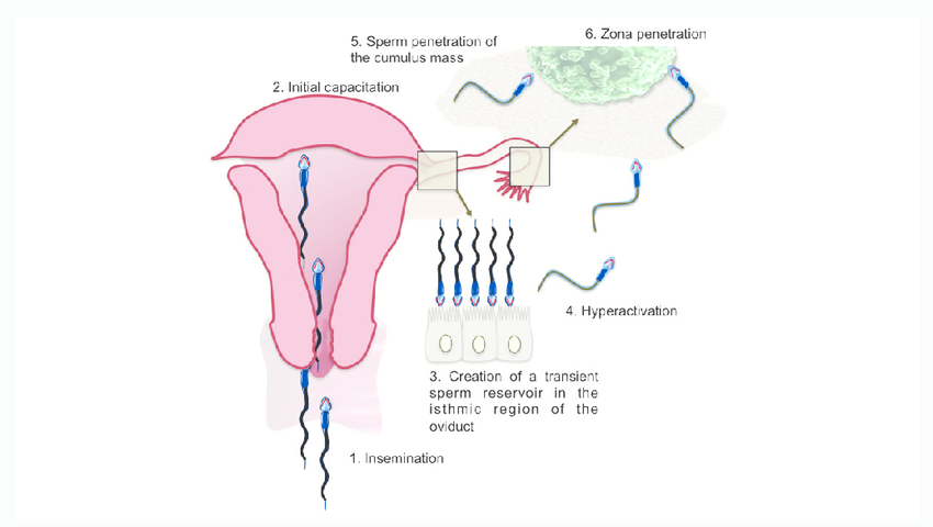 reservoir of spermatozoa