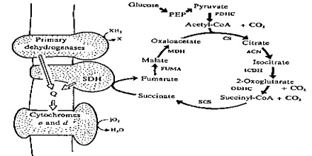 respiratory enzyme