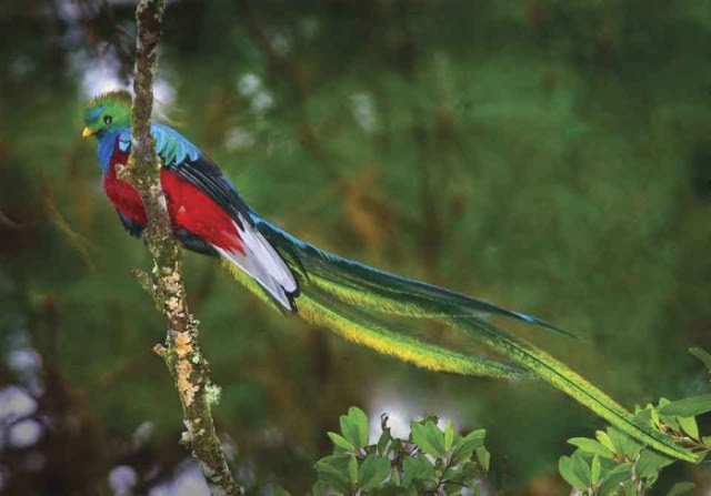 resplendent quetzal